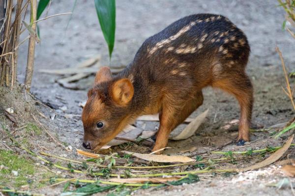 A southern pudu fawn, the world's smallest deer species, walking in its enclosure at the Queens Zoo in New York on May 27, 2015.