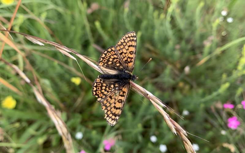 Combining genetic diversity data with demographic information more reliably reveals extinction risks of natural populations