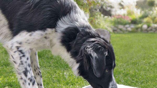 How to keep your dog or cat cool this summer