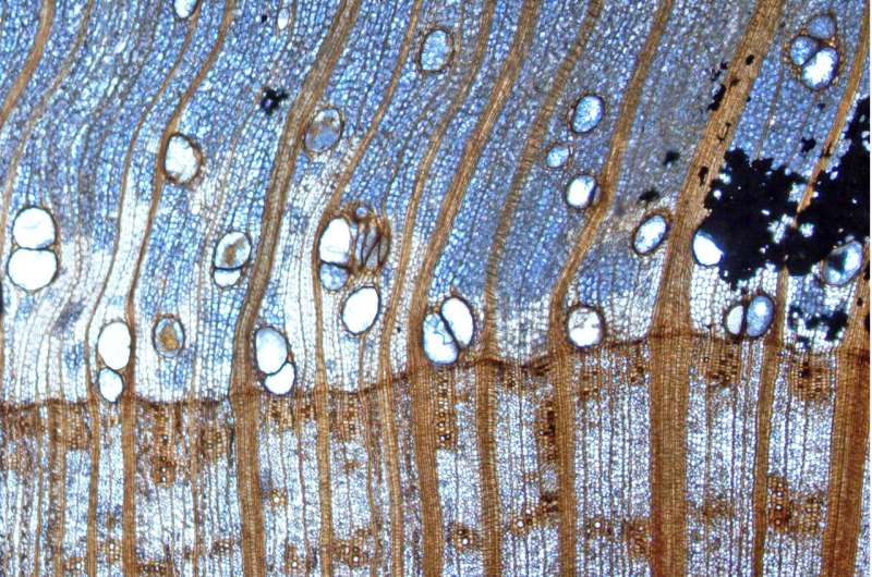 Miocene period fossil forest of Wataria found in Japan