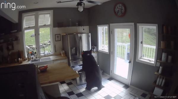 The hungry bear is seen on surveillance video rummaging around Houlis' freezer before deciding on a frozen chicken as his snack of choice.