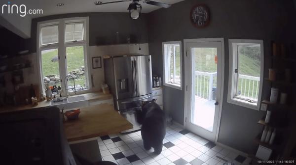The large bear is first seen in Houlis' front hallway before he follows his nose to the kitchen and proficiently opens the freezer door with his paws.