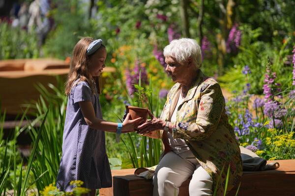 Judi Dench is presented with a seedling from the Sycamore Gap tree in the Octavia Hill Garden by Blue Diamond, during the RHS Chelsea Flower Show. Judi Dench is presented with a seedling from the Sycamore Gap tree in the Octavia Hill Garden by Blue Diamond, during the RHS Chelsea Flower Show.