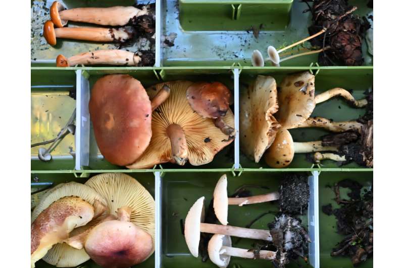 在华盛顿州安吉利斯港附近进行的真菌生物多样性调查中发现的多种蘑菇