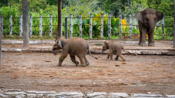 Sabah's Lok Kawi Wildlife Park invites public to name Bornean elephant calves