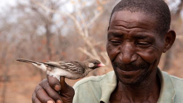 Wild birds ‘distinguish between calls made by different African tribes’ – study