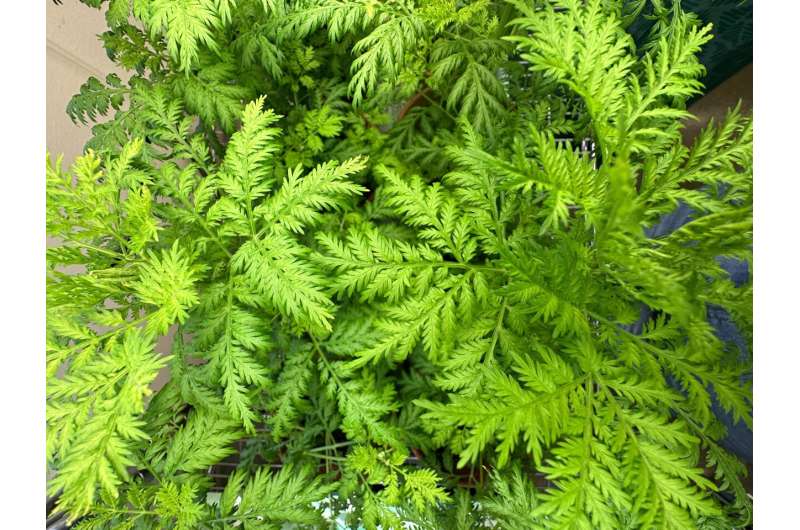 UTSA researchers explain plant's medicinal power against COVID and glioblastoma