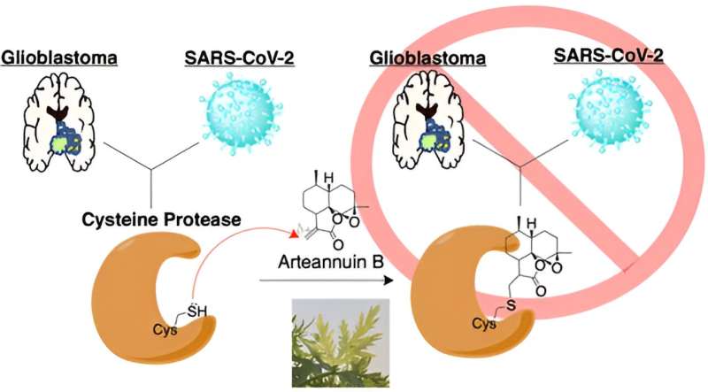 Researchers explain plant's medicinal power against COVID and glioblastoma