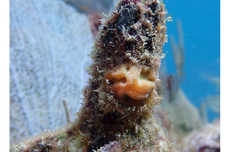 Propagated corals reveal increased resistance to bleaching across the Caribbean during the fatal heatwave of 2023