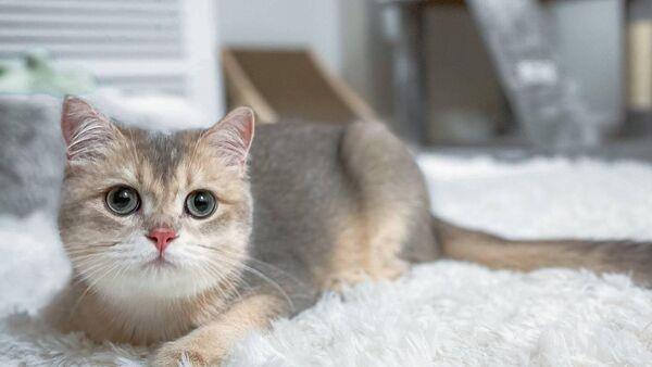 Home Q&A: When should I replace my carpet