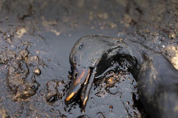 oil slick on foreshore, dead seabird covered in black oil