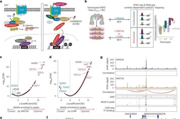 Researchers create new system to decode genetic risk for psychiatric disorders