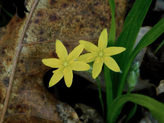 27-facts-about-hypoxis