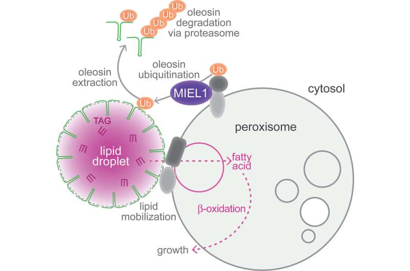 Cellular process that fuels plant growth yields surprising insights