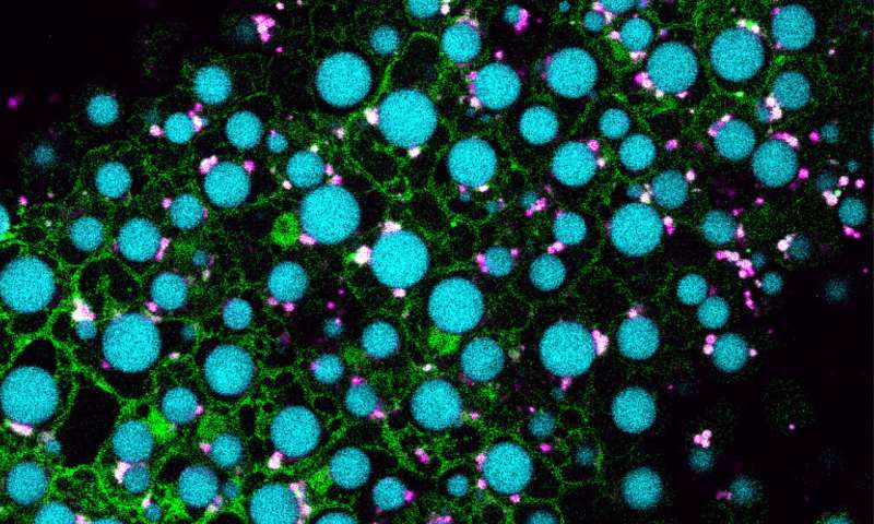 Cellular process that fuels plant growth yields surprising insights
