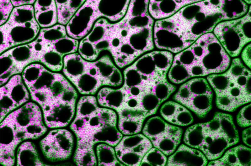 Cellular process that fuels plant growth yields surprising insights