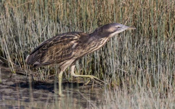 There are fewer than 1000 matuku-hūrepo/Australasian bittern left in Aotearoa.