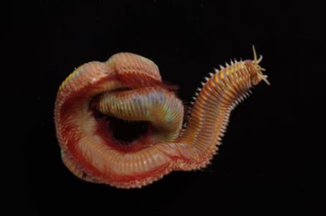 The iridescent marine worm (Marphysa davidattenborough) is named after Sir David Attenborough.