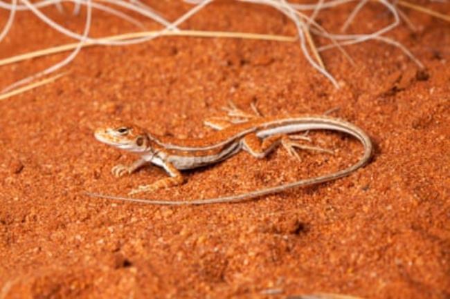The ghost sand dragon Ctenophorus tjakalpa sounds like it should have a starring role in the movie Dune. This sand-loving lizard gets its name tjakalpa from the Maralinga Tjarutja people of the southern Great Victoria Desert, referring to the small dragons living in sand dune country. Taxonomists: Danielle Edward & Mark Hutchinson, 2023
