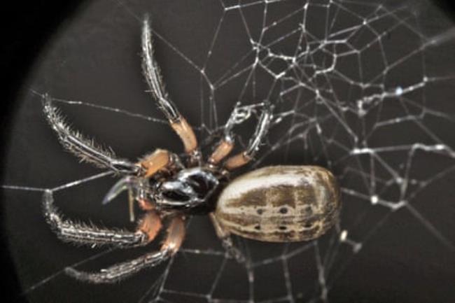 Venomius tomhardyi, a new nocturnal orb-weaving spider named after actor Tom Hardy, who plays the Marvel character Eddie Brock. The new genus is named after his anti-hero alter ego, Venom.