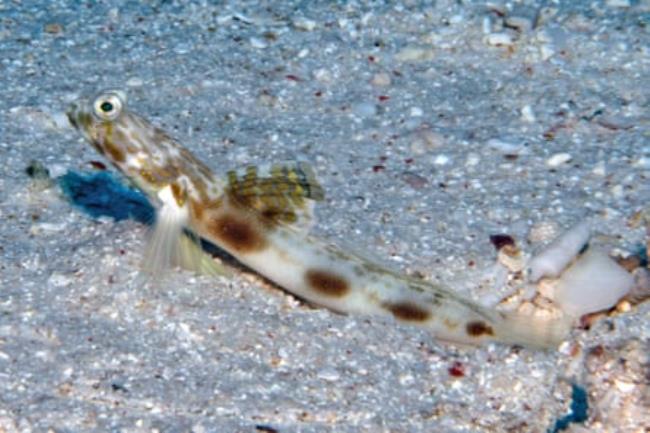 The Lady Elliot shrimp goby Tomiyamichthys elliotensis was discovered in the Great Barrier Reef.
