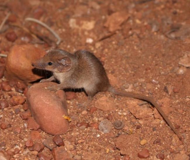 The cracking-clay Pilbara Planigale tealei is a shrew-like marsupial that eats insects. It gets its common name from the clay soil habitat in the Pilbara, Western Australia.