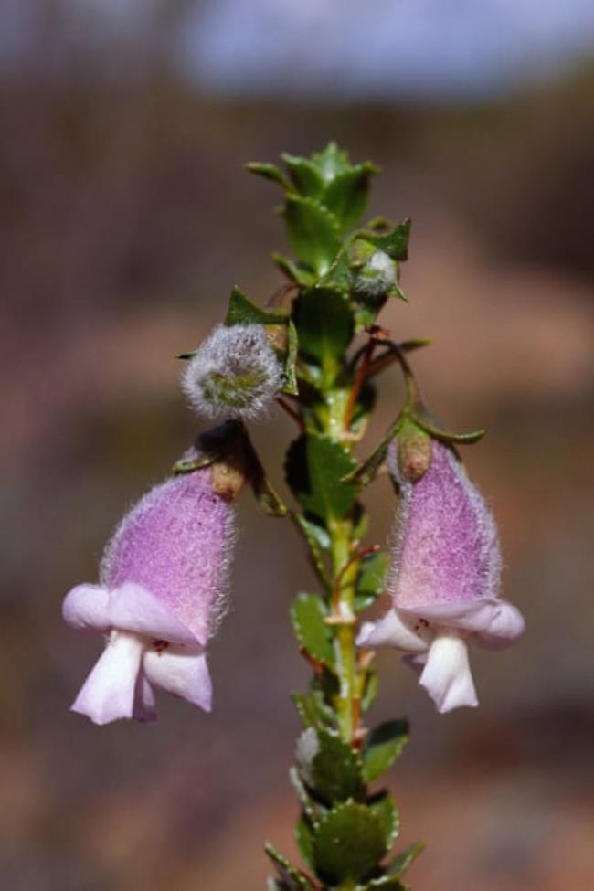 Eremophila saxatilis is a purple flowering shrub that occurs in Western Australia.