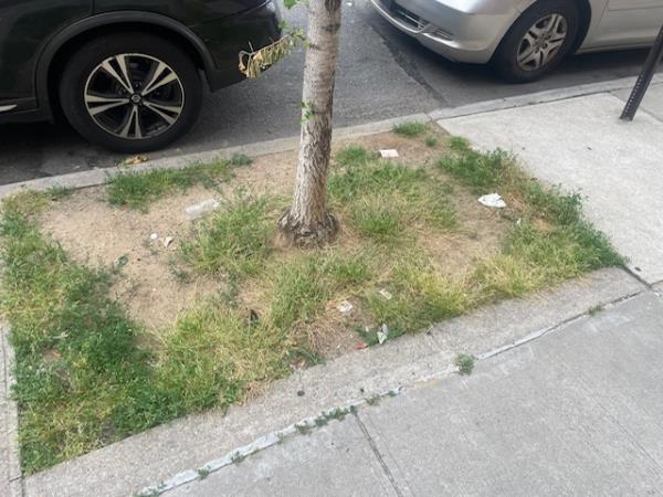 卫生基金会志愿者理查德·莱斯姆斯在皇后区里奇伍德的教堂附近“收养”了一个被忽视的树坑。