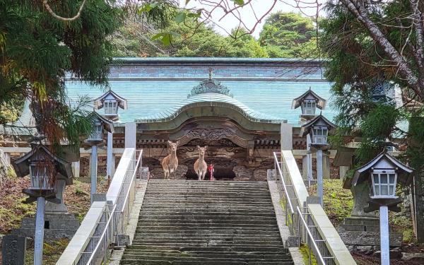 kinkasan_deer_1kinkasan_shr.jpg