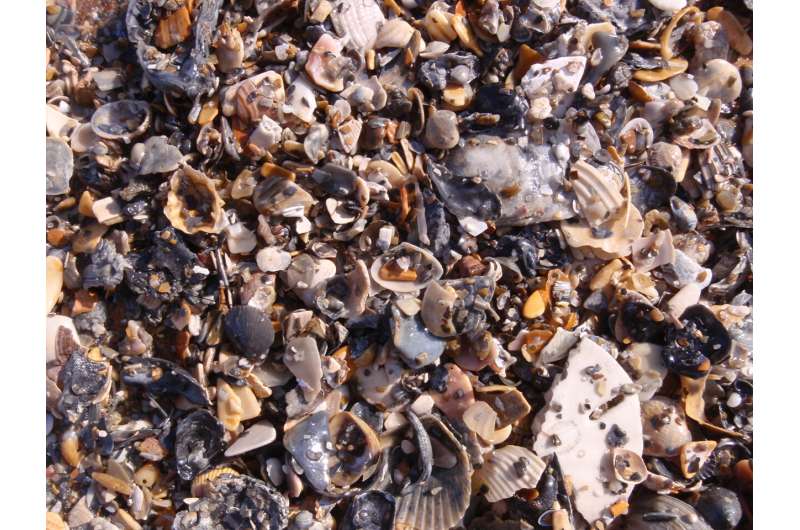 Marine fossils are a reliable benchmark for degrading and collapsing ecosystems