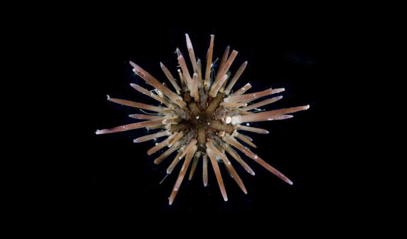 Marine fossils are a reliable benchmark for degrading and collapsing ecosystems