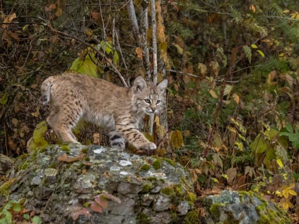 Officials said it was extremely rare for bobcats to attack humans. Crystal's father estimate the animal to be 50 pounds