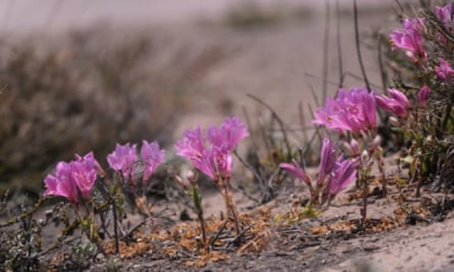 Delicate flowers