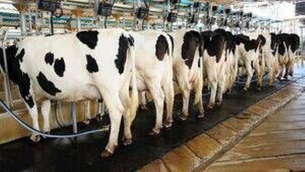 Larger herds, fragmented farms, and herds with buy-in cattle are all more at risk of TB breakdown.