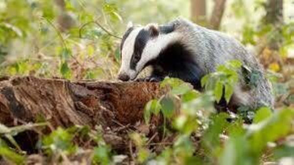 Last year, more than 9,000 badgers were captured in the vaccination zones, Agriculture Minister Charlie McConalogue said