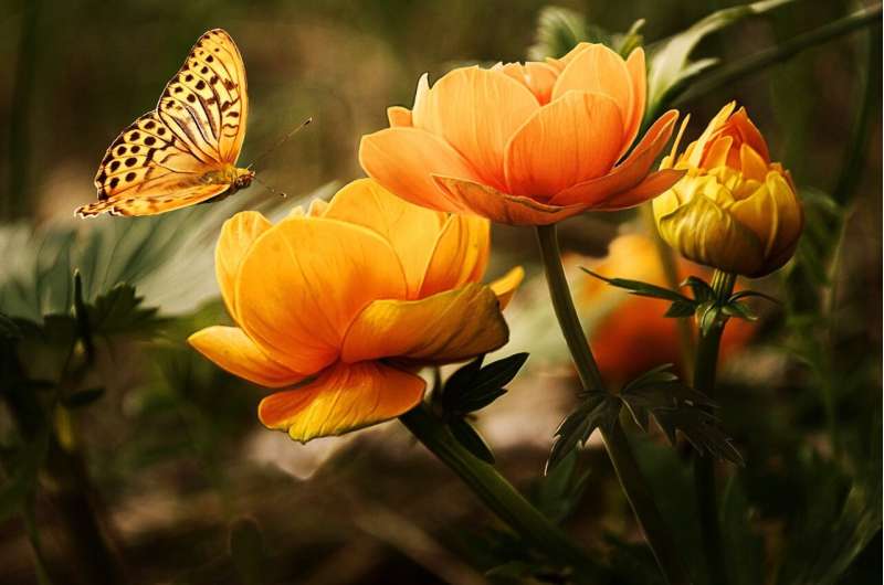 flowering plant