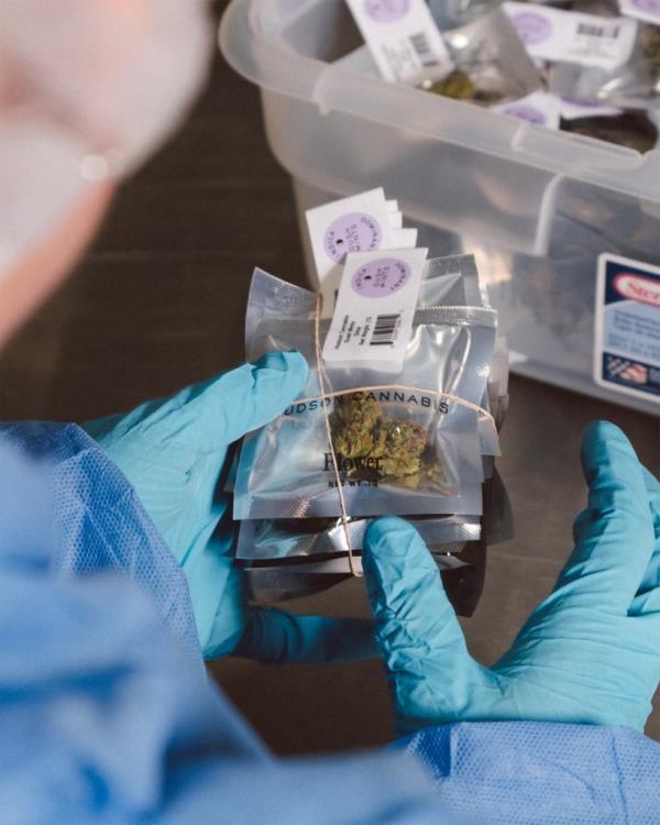 梅拉尼和弗雷娅·多布森站在一片大麻植物前。