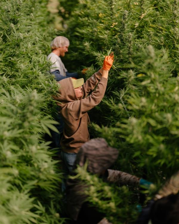 大麻农民在大麻植物中间欣赏他们的作物。
