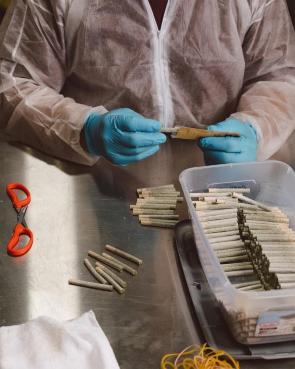 戴着乳胶手套的手在不锈钢桌子上卷制预卷大麻。