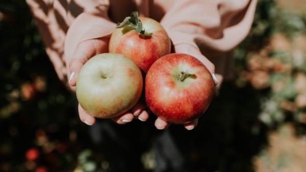 apple picking