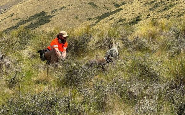 'Seeker' wallabies being dropped off in South Canterbury