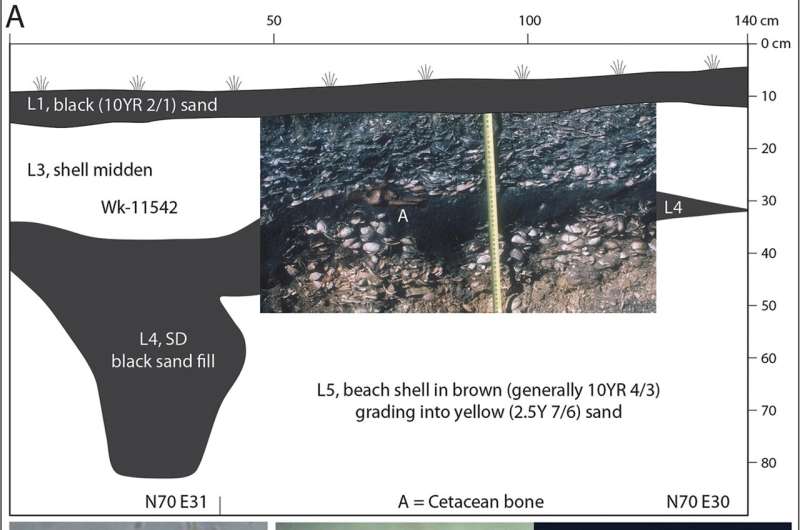 Unexpected discovery of early kūmara cultivation