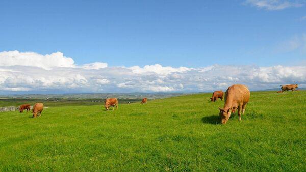 Tight supplies and strengthening demand 'turn the tide' for beef farmers