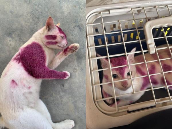 Stray cat in KL university defaced with purple dye, student brings it to vet after getting public donations (VIDEO)