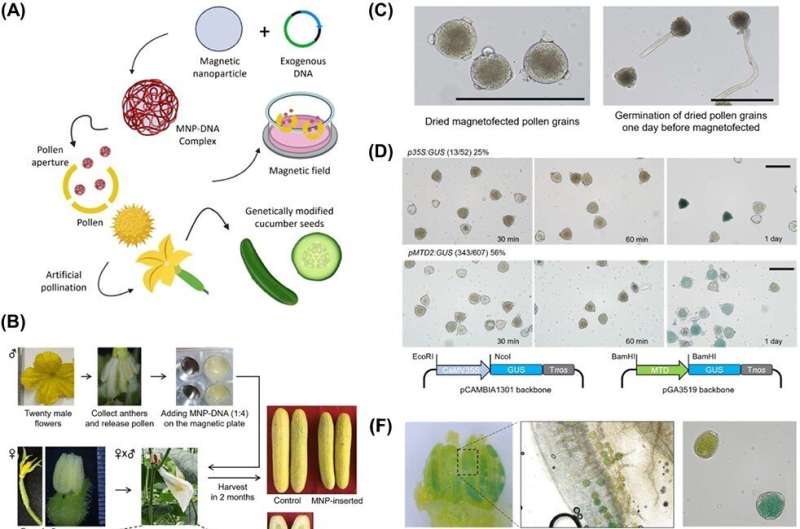 Greenhouse gains: Cucumbers get a genetic upgrade through innovative pollen tech