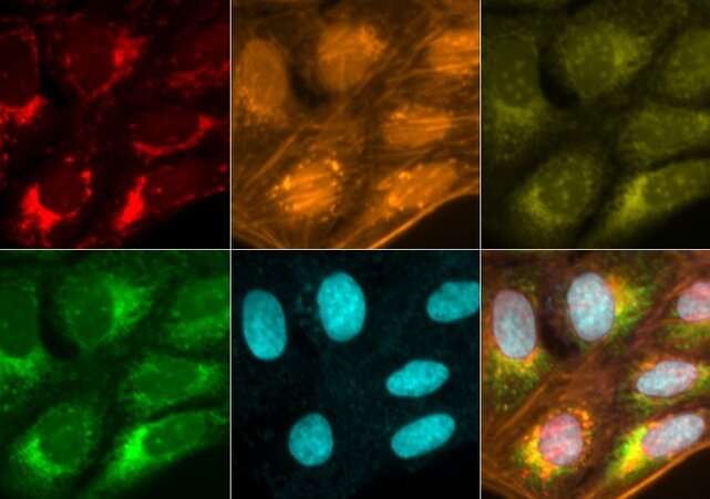 A how-to for performing quantitative bioimaging