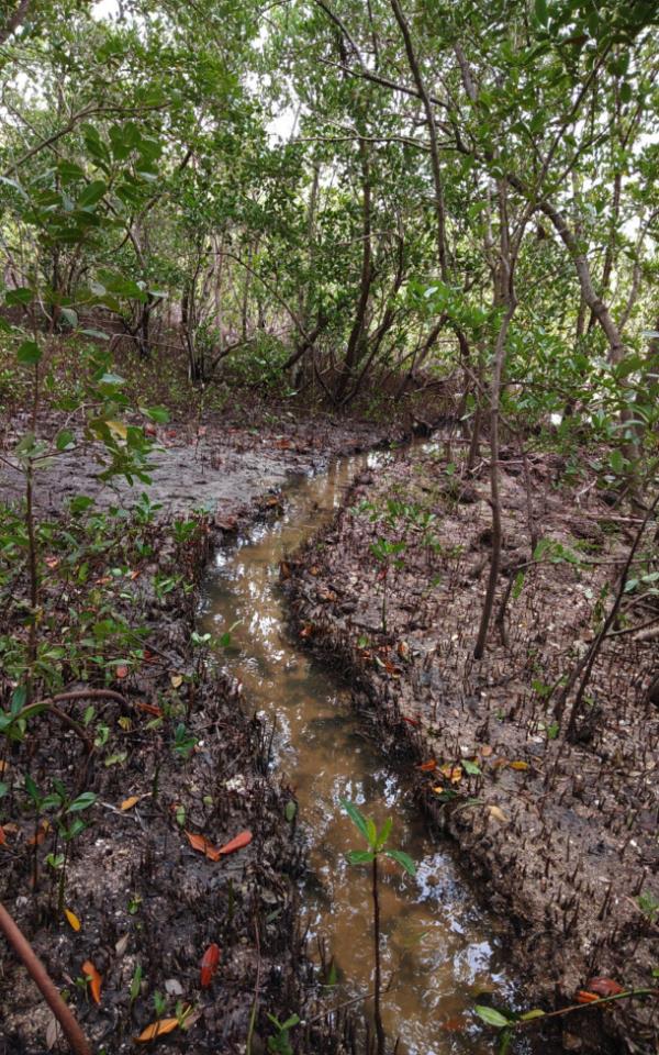 Ditch built in the middle of a mangrove swamp to contribute to its drainage and the recirculation of saline and fresh water, in the municipality of Manzanillo, eastern Cuba. Credit: Courtesy of Mi Costa in Manzanillo