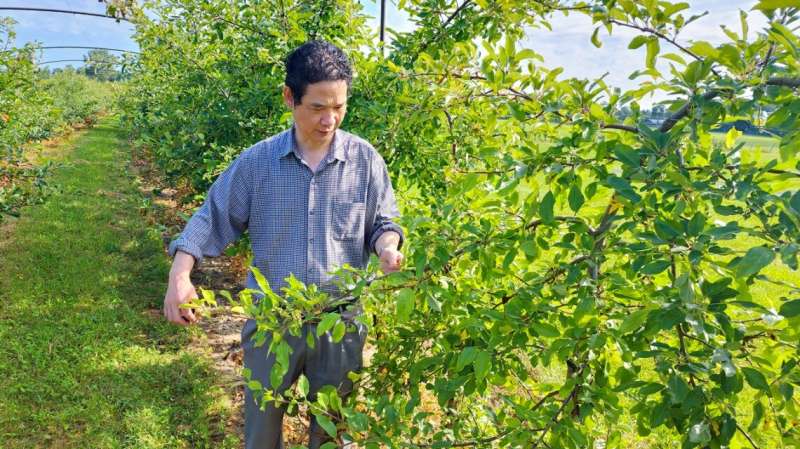 Gene variation makes apple trees 'weep,' improving orchards