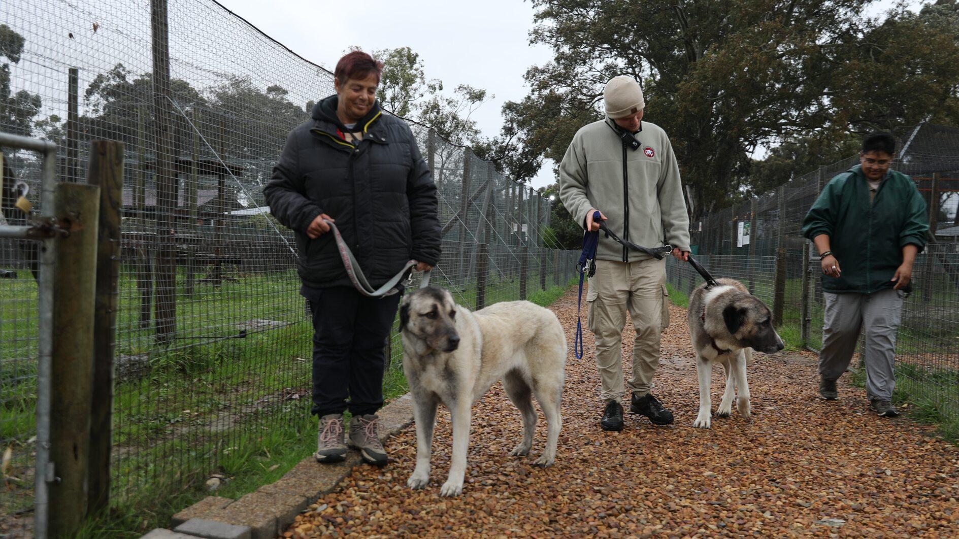 Turkish dog breed safeguards Africa farms to save cheetahs for a decade