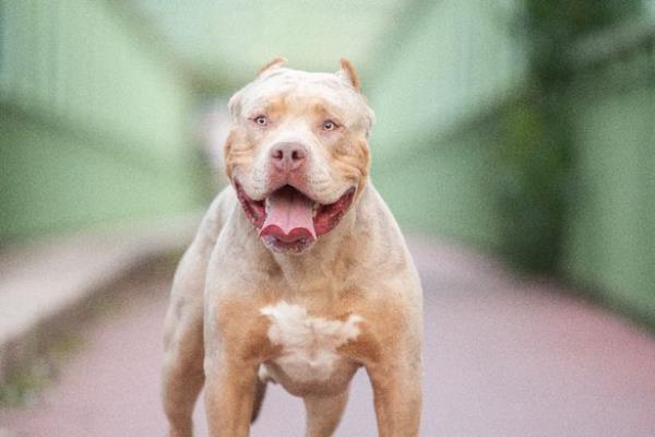 A face-on shot of a pink-nosed XL Bully